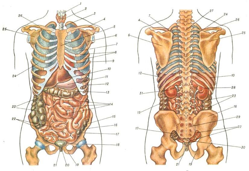 structure corporelle et douleur sous l'omoplate gauche